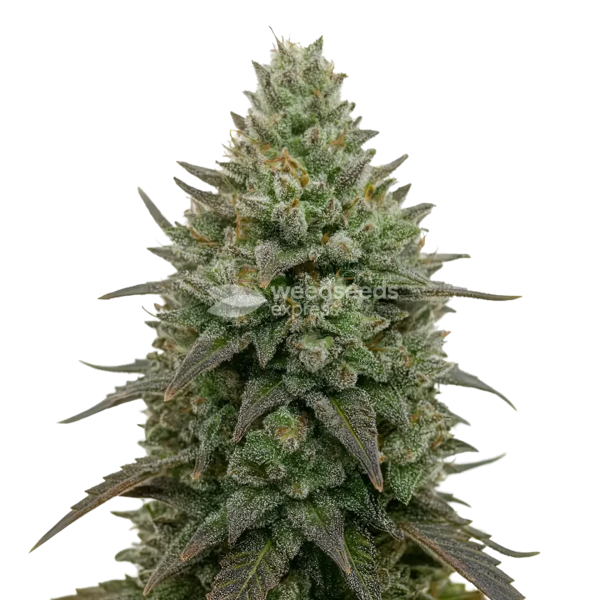 Plante de cannabis Donny Burger