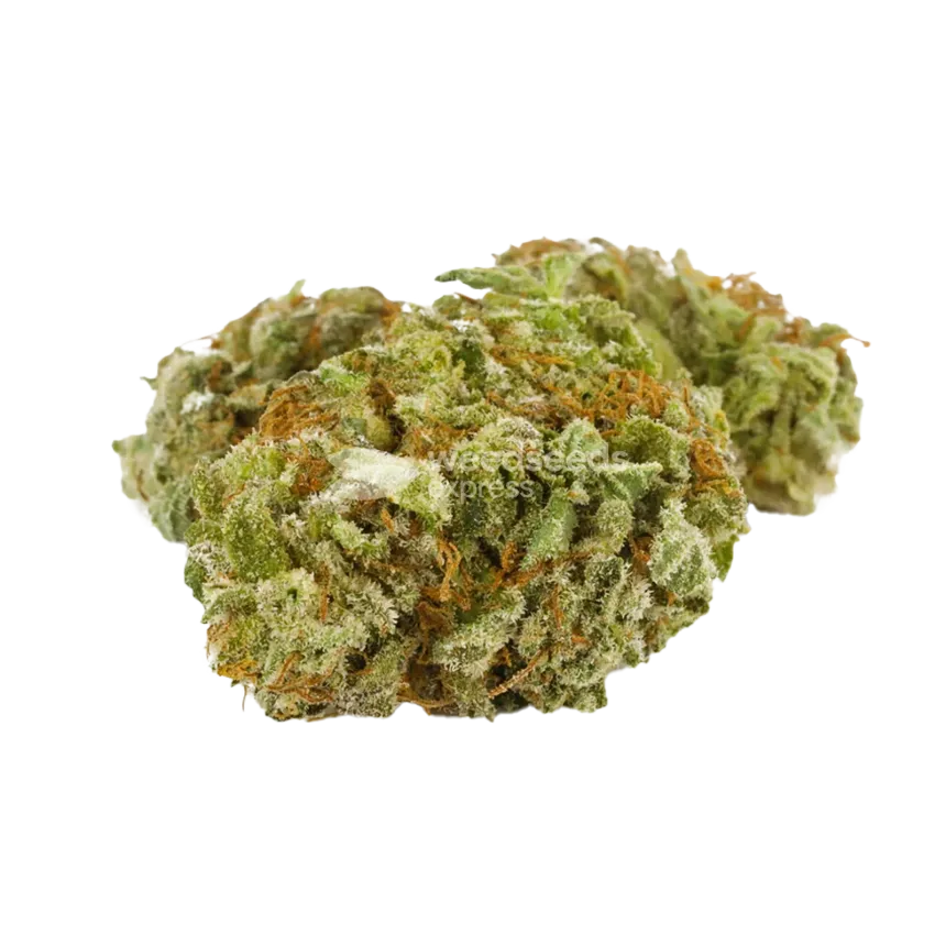 Tête de cannabis Doug's Varin