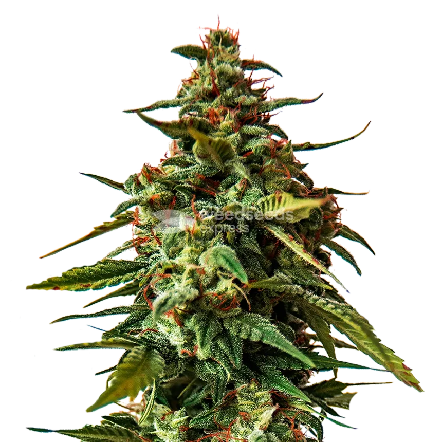 Plante de cannabisDoug's Varin