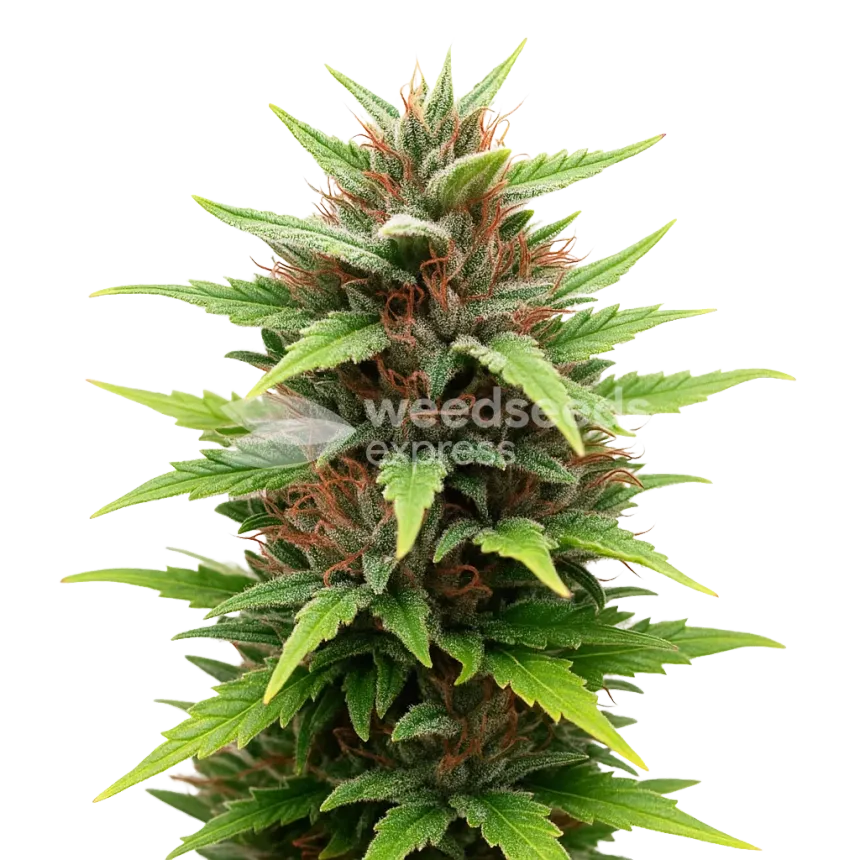 Plante de Durban Poison Auto
