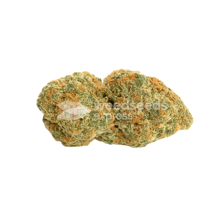 Bud de Fat Bastard Auto