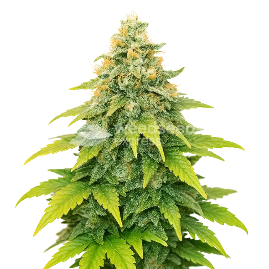 Plante de Fat Bastard Auto
