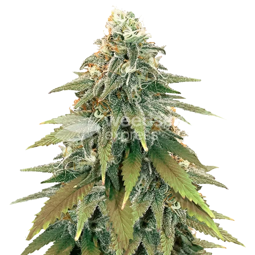 Fat Bastard plante