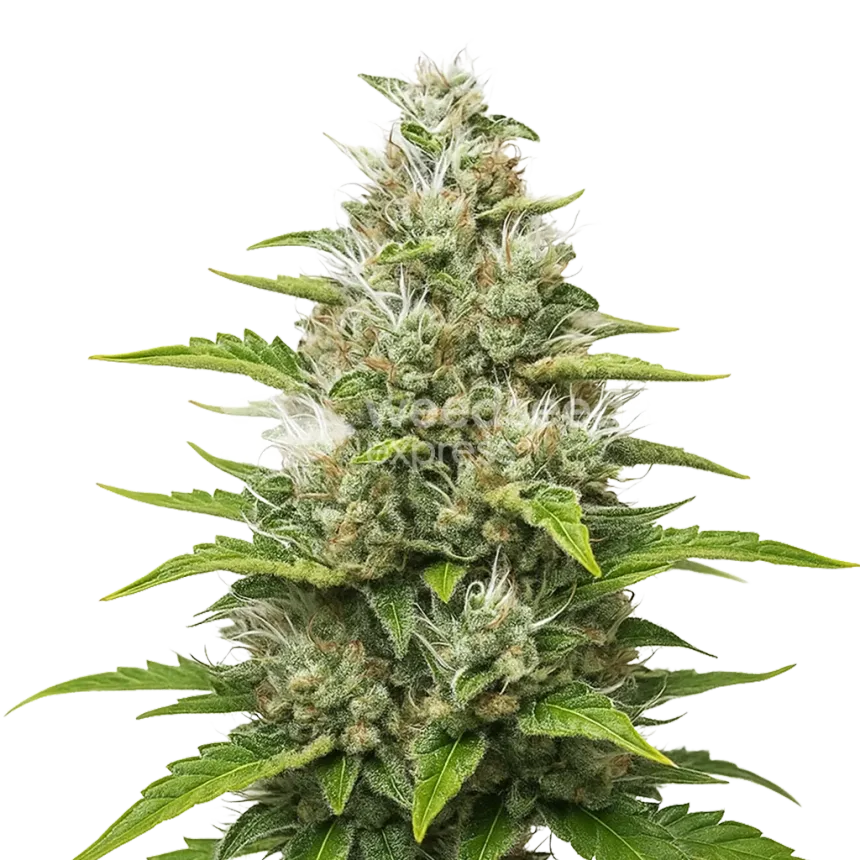 Plante de Future #1 Auto