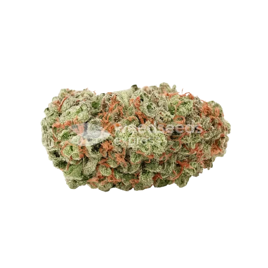 Bud de G13 Auto
