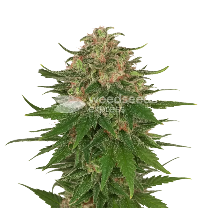 Plante de G13 Auto