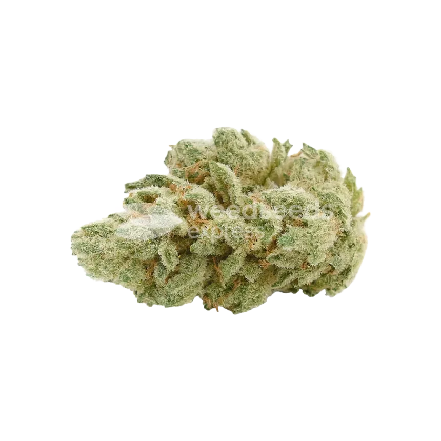 Bud de Gelato Auto