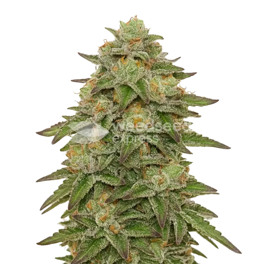 Plante de Gelato Auto
