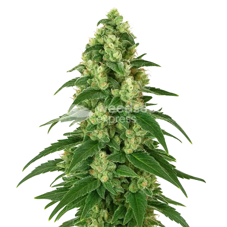 Plante de Girl Scout Cookies Auto