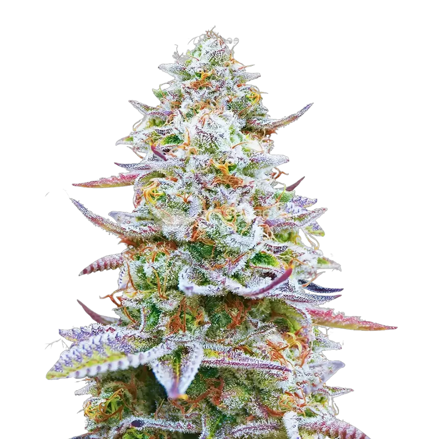 Plante de cannabis Glitter Bomb