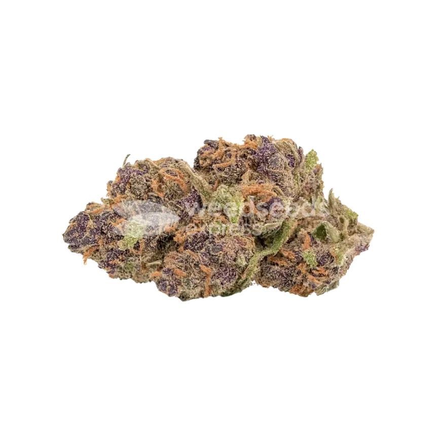 Bud de Godfather OG Auto