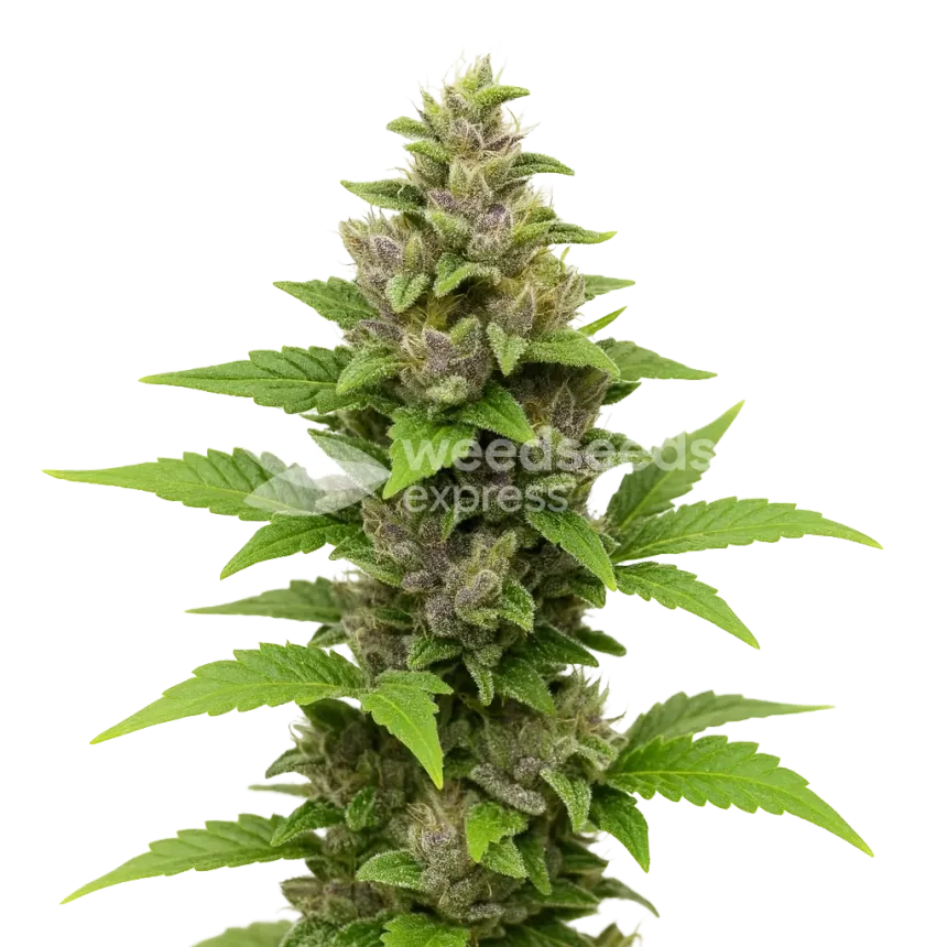 Plante de Godfather OG Auto