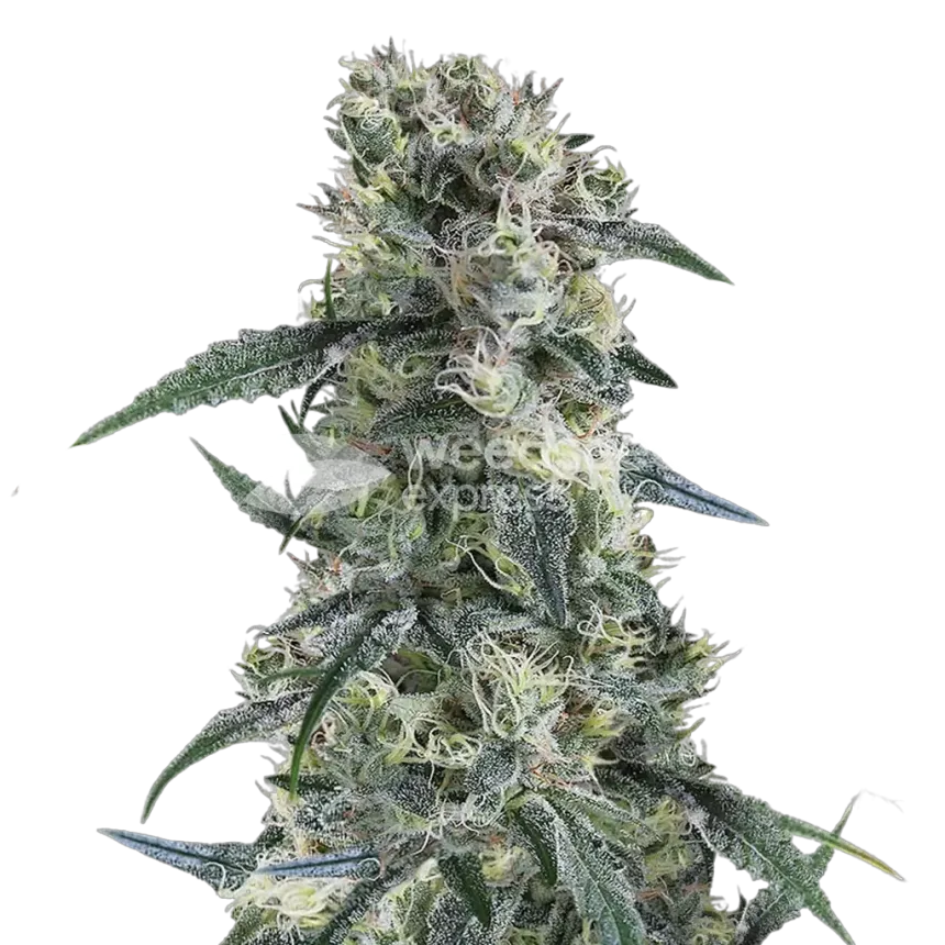 Gorilla Cookies Plante