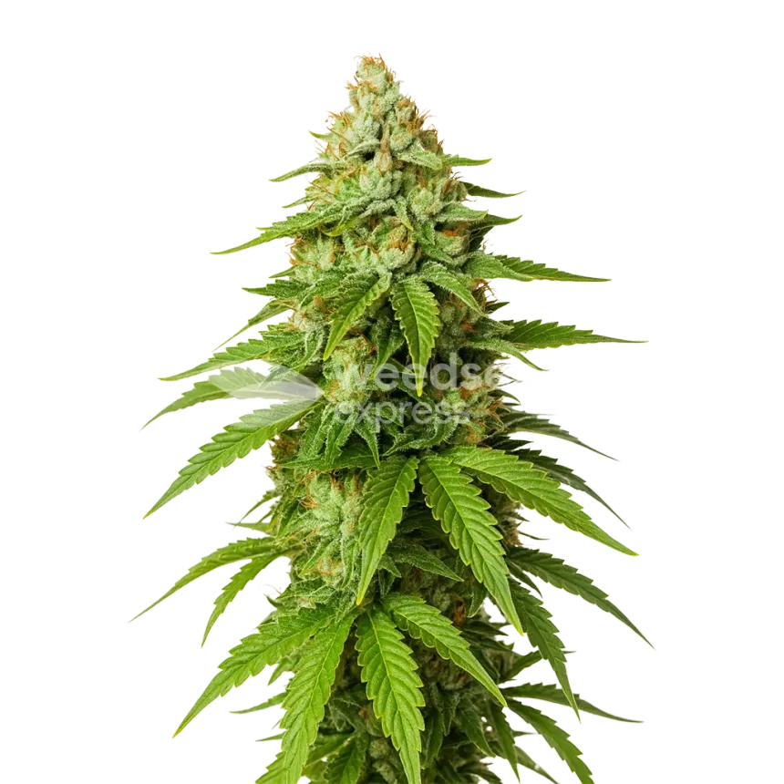 Plante de Gorilla Glue Auto
