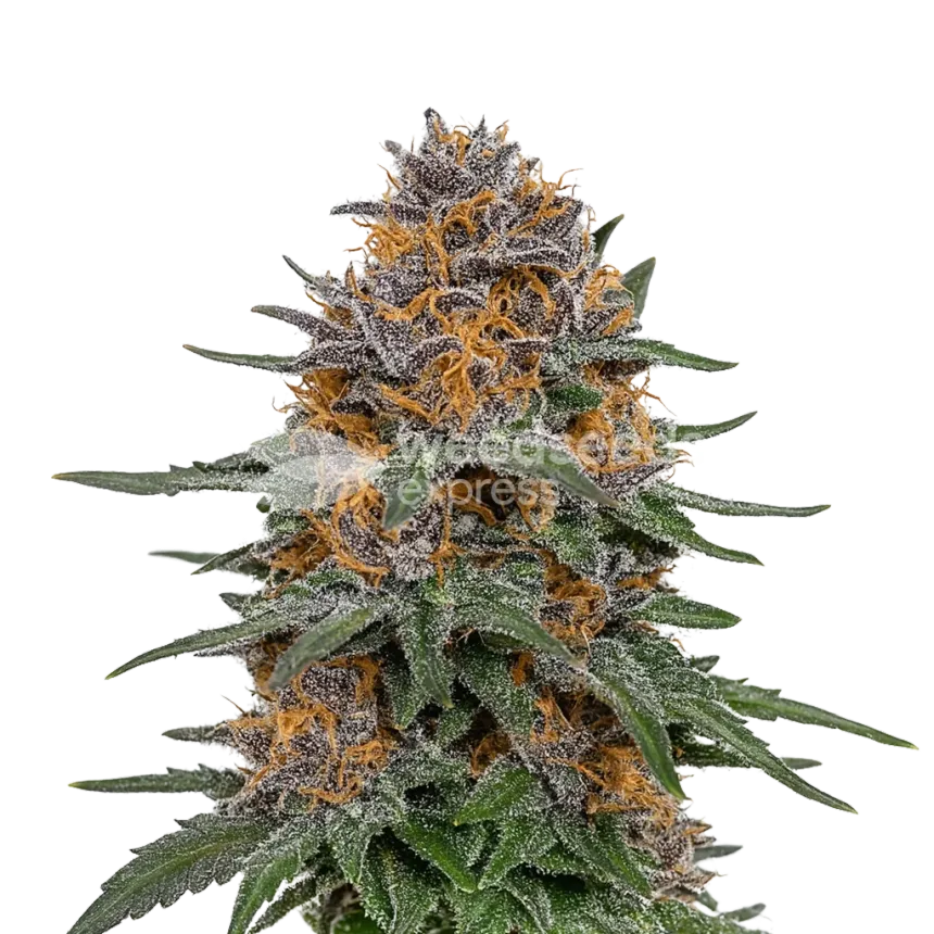 Plante de Granddaddy Purple Auto