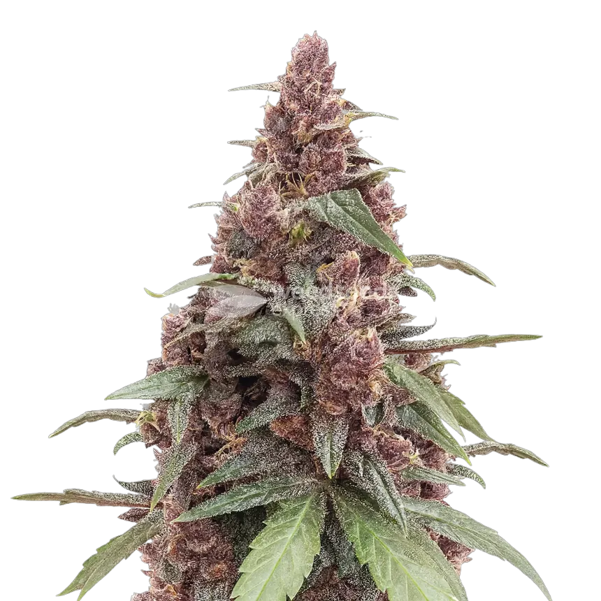 Plante de cannabis Grandmommy Purple