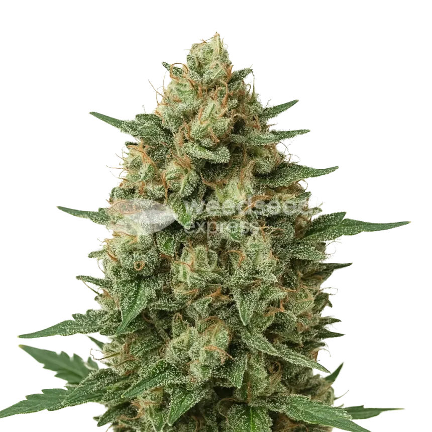 Plante de Grape Ape Auto