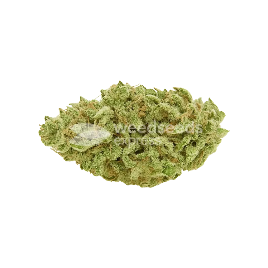 Bud de Green Crack Auto