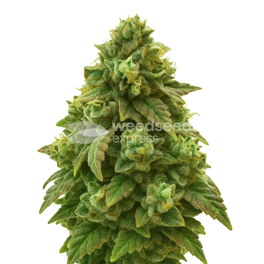 Plante de Green Crack Auto