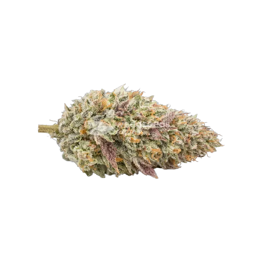 Tête de cannabis Gumbo