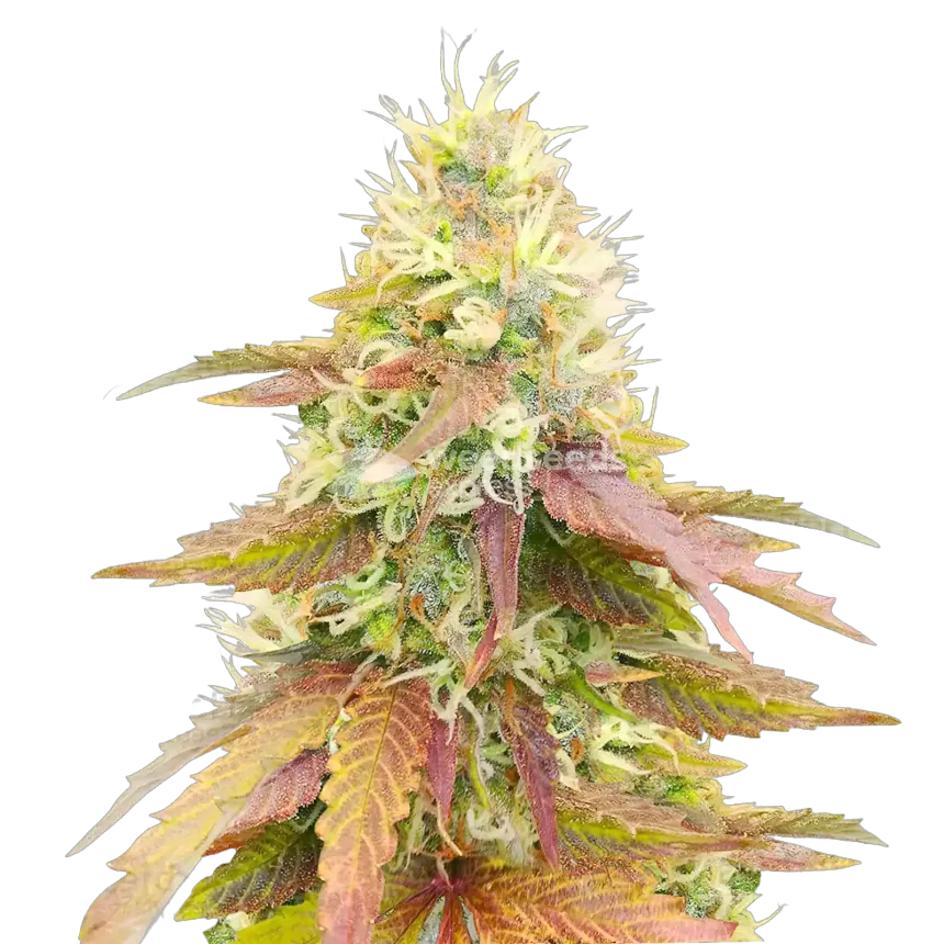 Plante de cannabis Gumbo