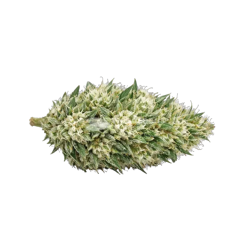 Tête de cannabis Gush Mints Autoflower