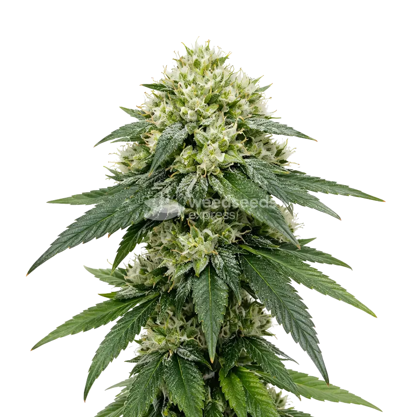 Plante de cannabis Gush Mints Autoflower