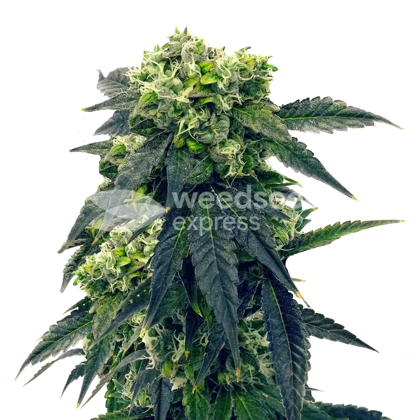 Plante de Gush Mints