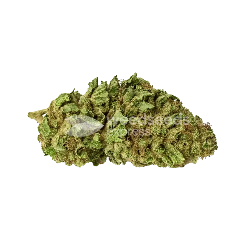 Bud de Haze Auto