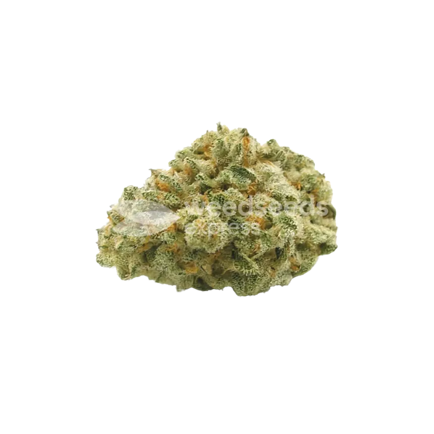 Bud de Hindu Kush Auto