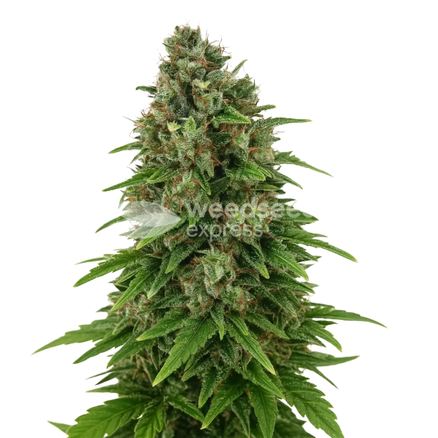 Plante de Hindu Kush Auto