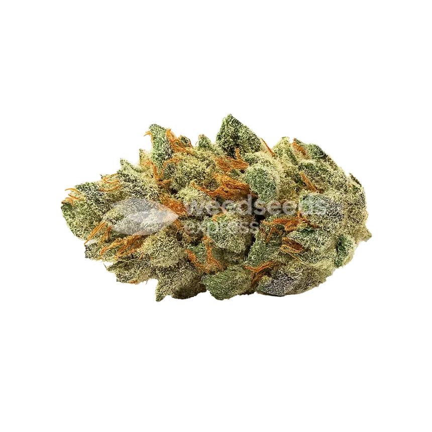 Bud de Ice Cream Cake Auto