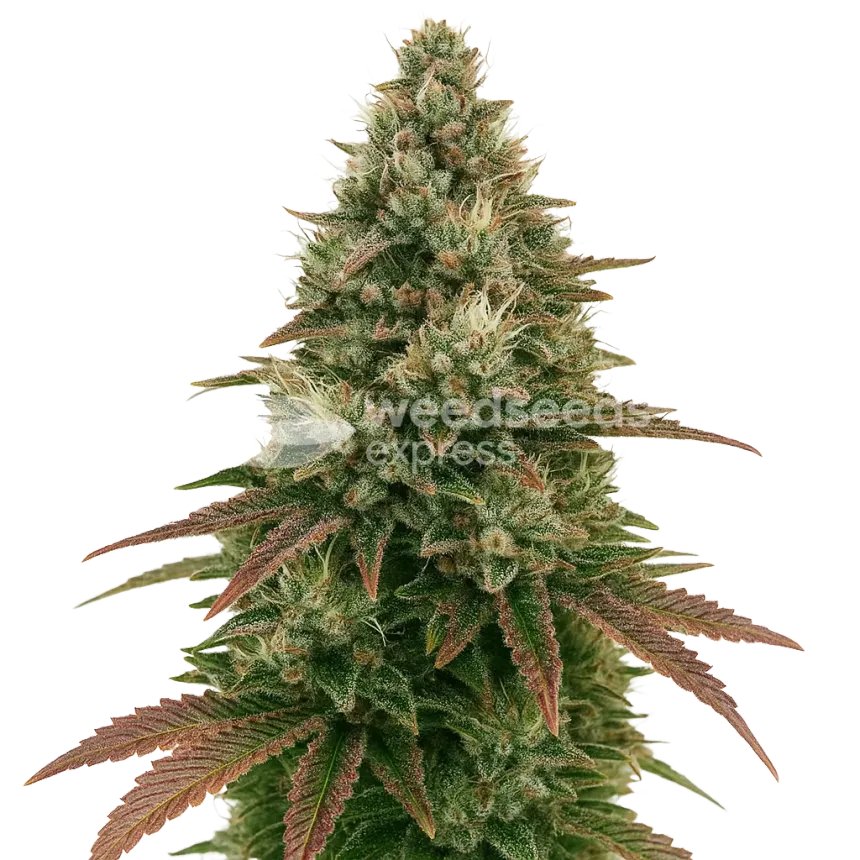 Plante de Ice Cream Cake Auto
