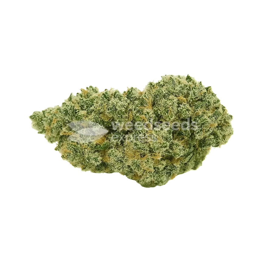 Bud de Jack Herer Auto