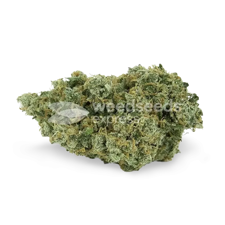Jack Herer Bud