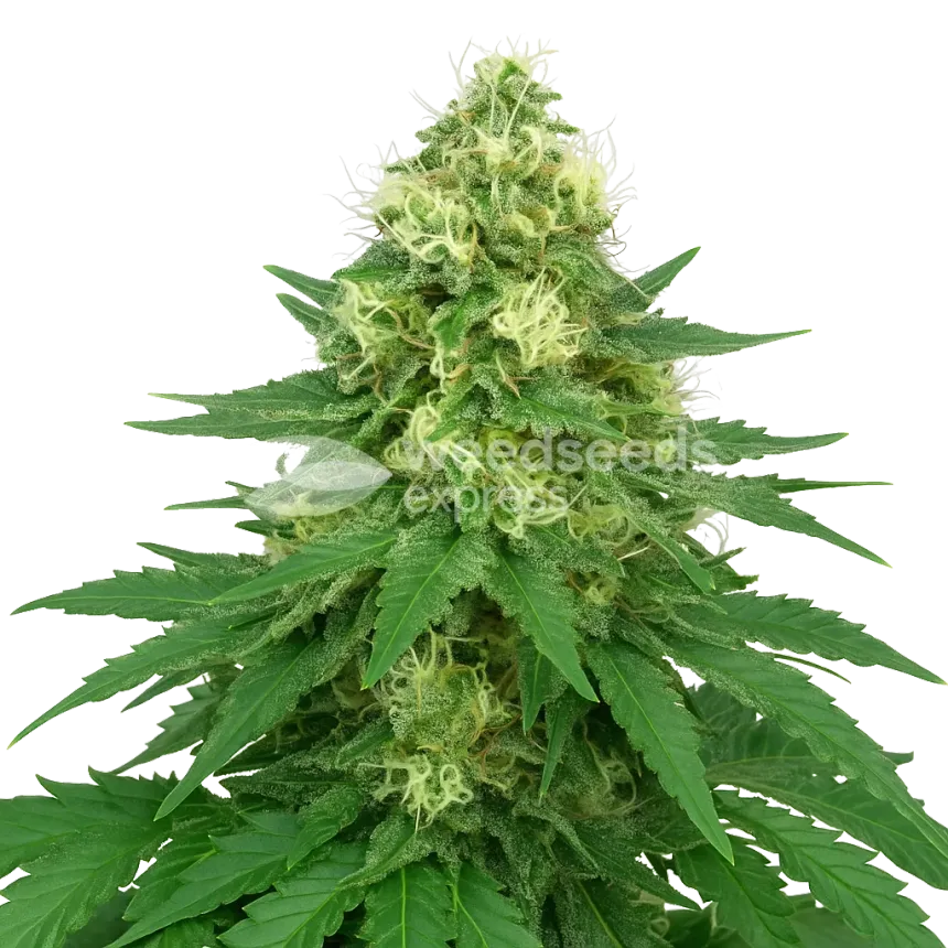 Plante de Jack Widow Auto