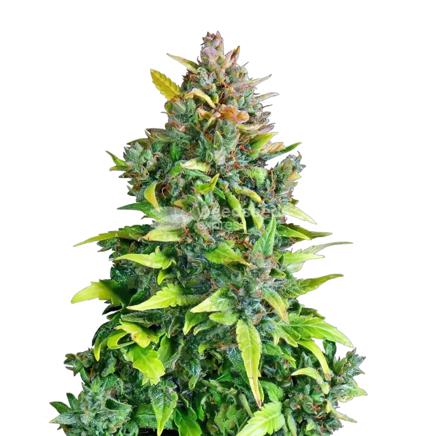 Plante de cannabis Kali Mist