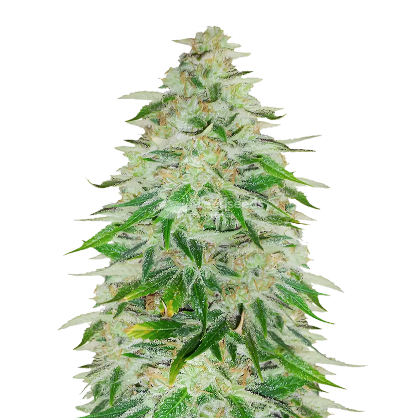 Kalifa Kush Plante