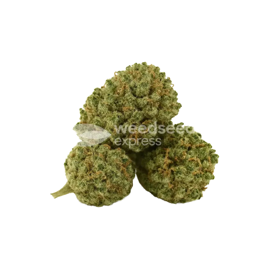 Bud de Khalifa Kush Auto