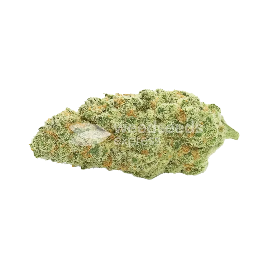 Bud de Kiwi Kush Auto
