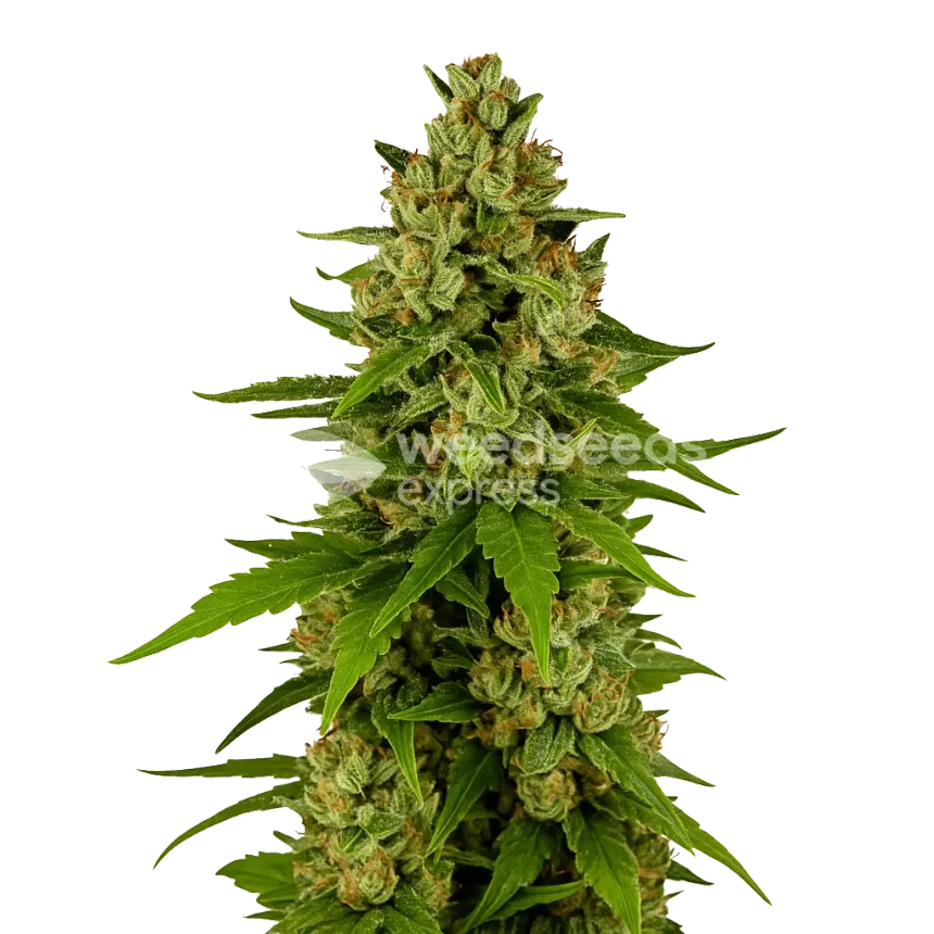 Plante de Kiwi Kush Auto