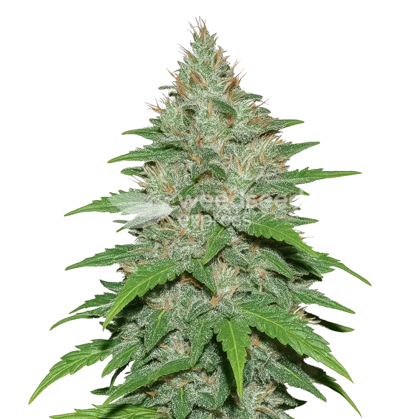 Plante de LA Confidential Auto