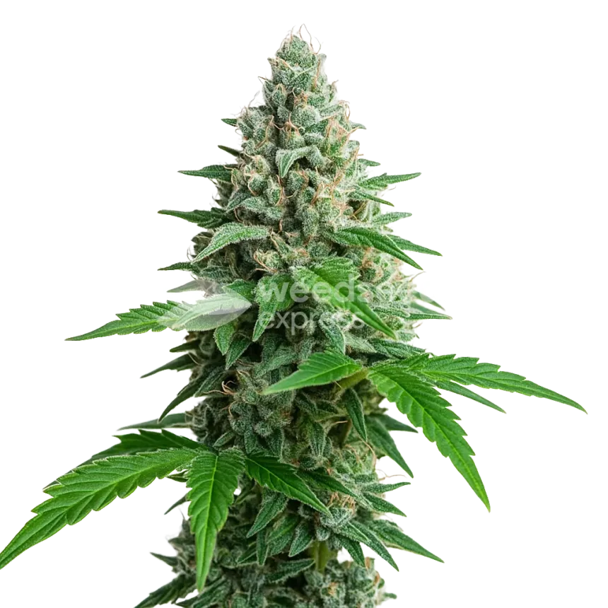 Plante de Lemon Cherry Gelato Auto