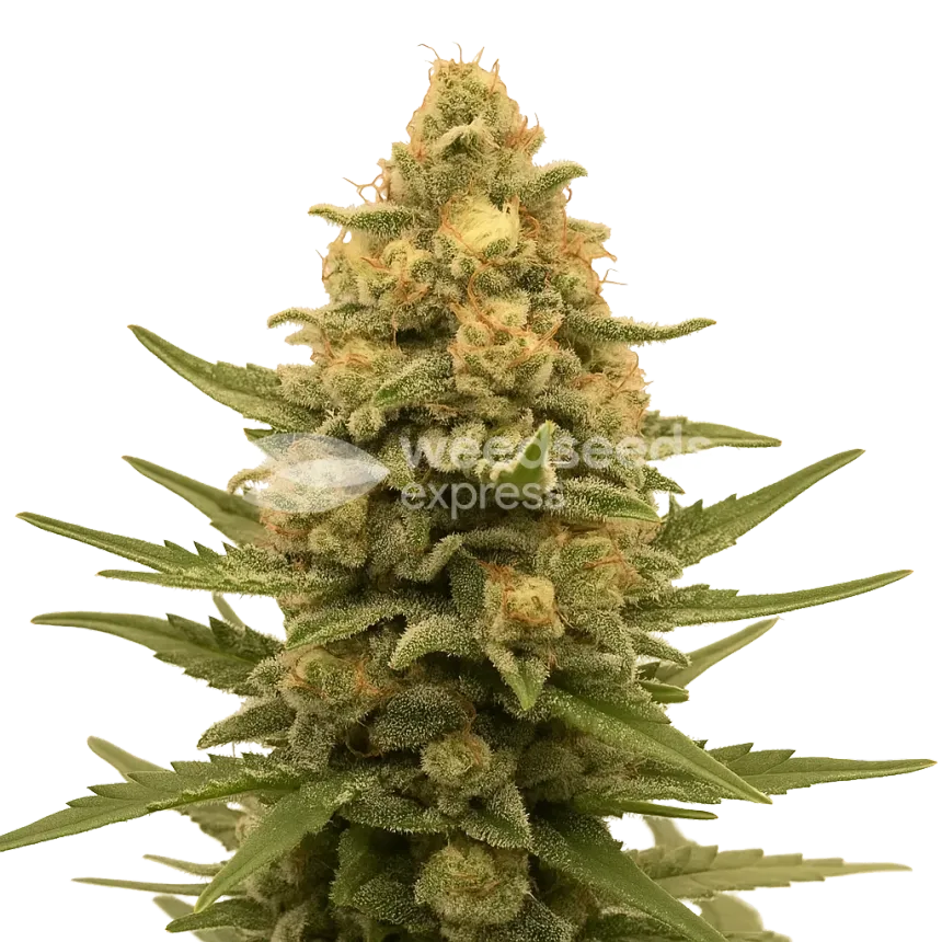 Plante de Lemon Auto