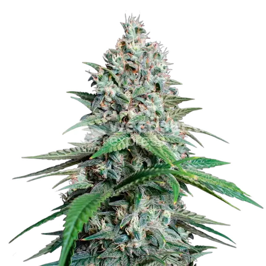 Lemon Cherry Gelato Plante