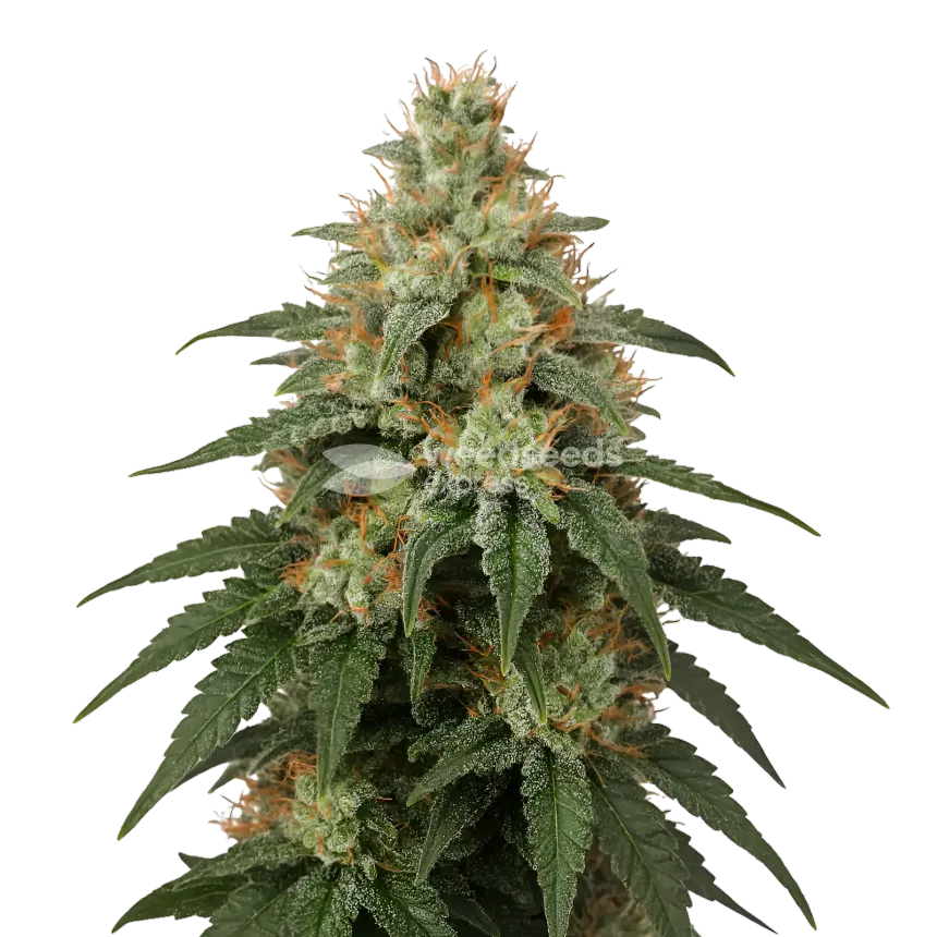 Plante de cannabis London Pound Cake