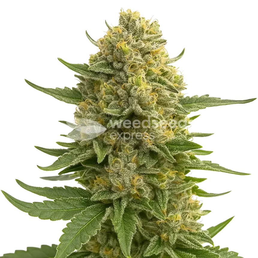 Plante de Love Potion Auto