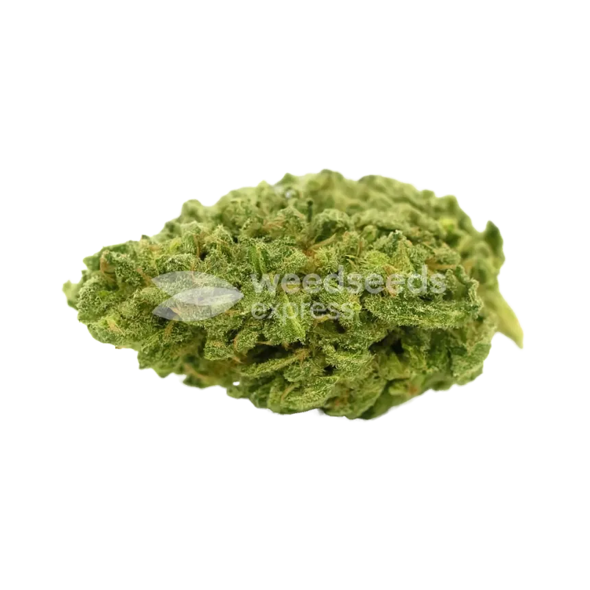 Bud de Lowryder Auto
