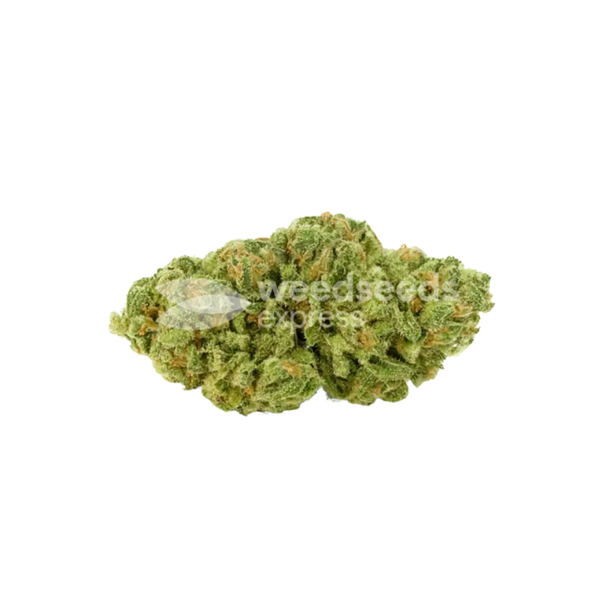 Bud de Magnum Auto