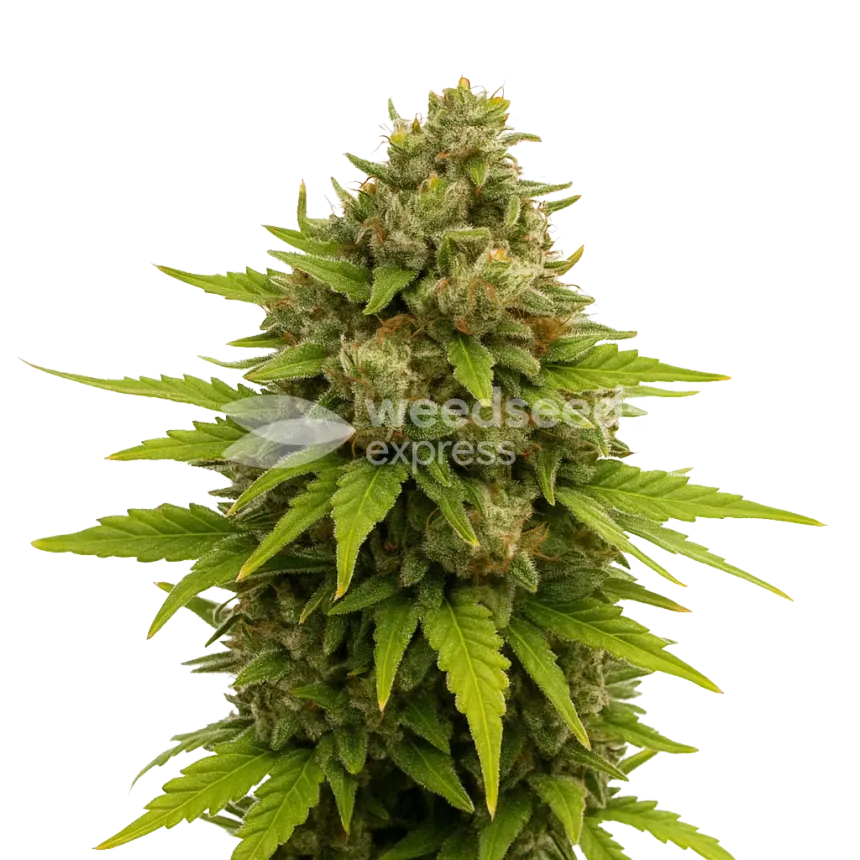 Plante de Maui Waui Auto